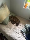 Aaron